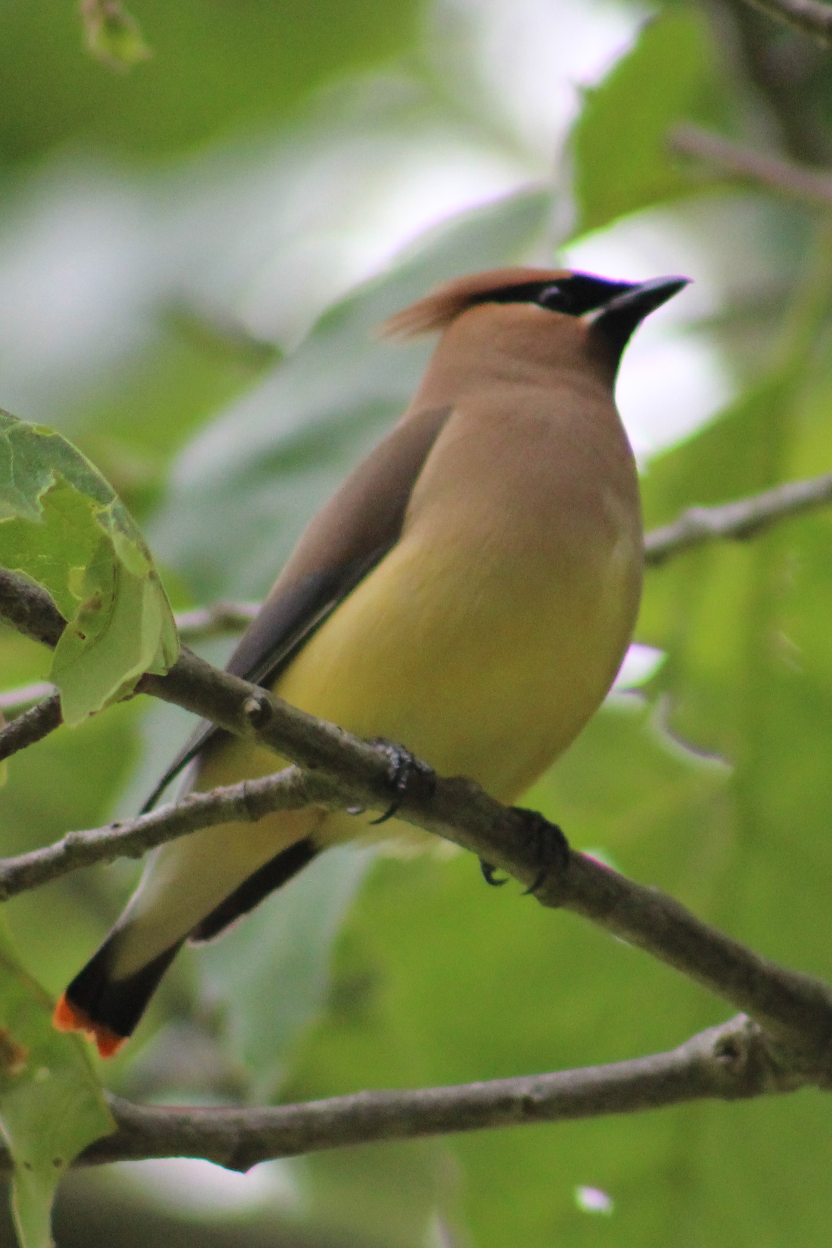 Hoyt Farm Nature Preserve Trip 2 Finding Feathers Long Island