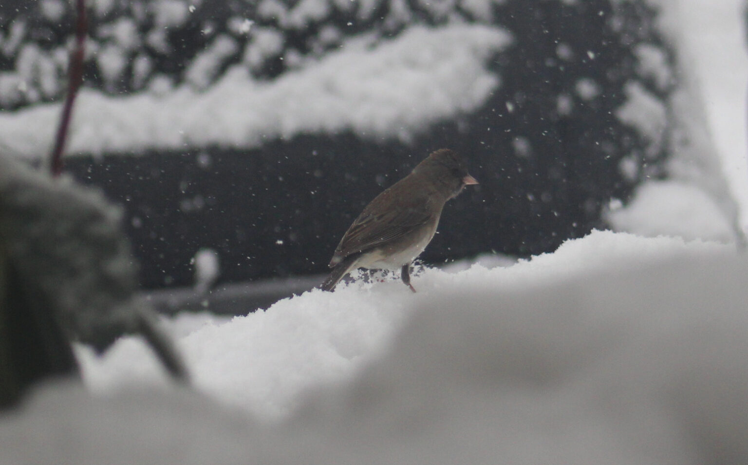 Blog Finding Feathers Long Island